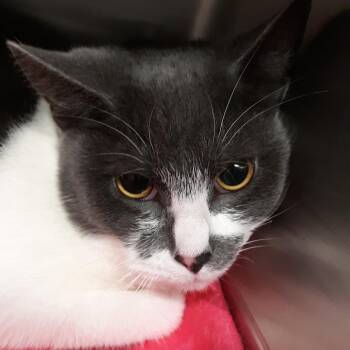 Domestic Short Hair Cats Available for Adoption - Jungle | PetCurious