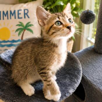 Matthew -  Domestic Short Hair Cat for Adoption in Cumming, Georgia - Matthew | PetCurious