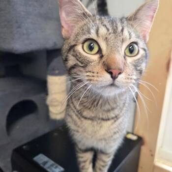 Domestic Short Hair Cats Available for Adoption - Leo | PetCurious