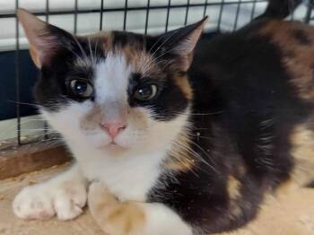 Extra Toes Cat Hemingway Polydactyl Cats Available for Adoption - Molly | PetCurious