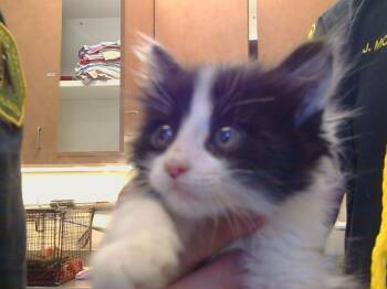 Rescue Domestic Medium Hair Cats for Adoption in Sacramento, California - BENNY | PetCurious