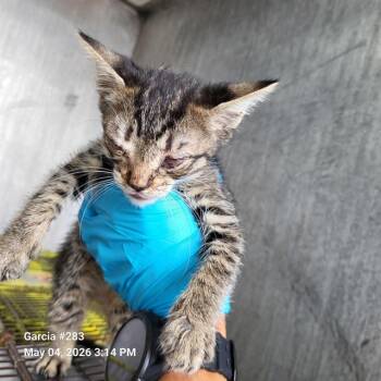 Domestic Short Hair Cats Available for Adoption in San Antonio, Texas - MATTHEW | PetCurious