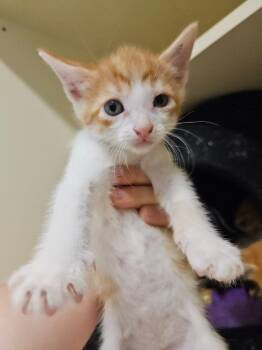 Spike -  Domestic Short Hair Cat for Adoption in Bloomington, Indiana - Spike | PetCurious