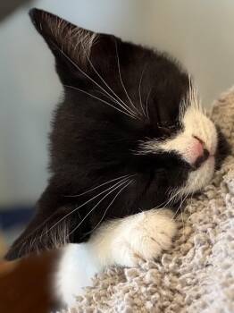Domestic Short Hair Cats Available for Adoption - Spiderweb:  Carolina | PetCurious