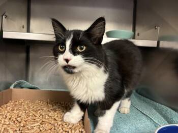 JON CRYER -  Domestic Medium Hair Cat for Adoption in Fort Wayne, Indiana - JON CRYER | PetCurious
