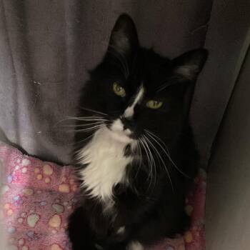 Boots -  Domestic Medium Hair Cat Available for Adoption in Colorado Springs, Colorado - Boots | PetCurious