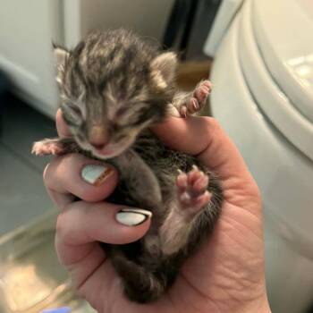 Xaden -  Domestic Short Hair Cat for Adoption in Gloucester, Virginia - Xaden | PetCurious