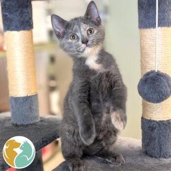 Anyway -  Domestic Short Hair Cat for Adoption in Toledo, Ohio - Anyway | PetCurious