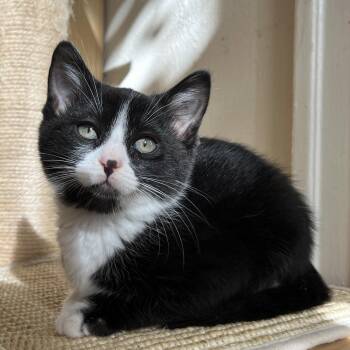 Doug (bonded w/ Pepper Ann) -  Domestic Short Hair Cat for Adoption in Oakland, California - Doug (bonded W/ Pepper Ann) | PetCurious