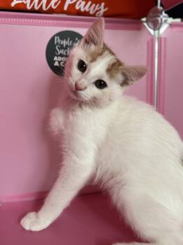 Rescue Turkish Van and American Shorthair Cats for Adoption in Mount Vernon, Illinois - Jersey | PetCurious
