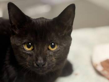 Orange -  Domestic Short Hair Cat for Adoption in Portland, Oregon - Orange | PetCurious