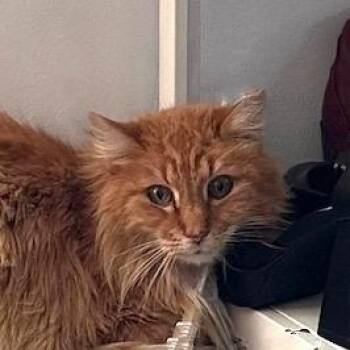 Domestic Medium Hair Cats Available for Adoption - Pickles Sonnen | PetCurious