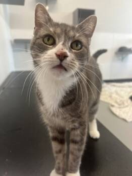 Rescue Domestic Short Hair Cats for Adoption in West Chester, Pennsylvania - Belle | PetCurious