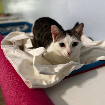 Marigold -  Domestic Short Hair Cat for Adoption in Brownsboro, Alabama - Marigold | PetCurious