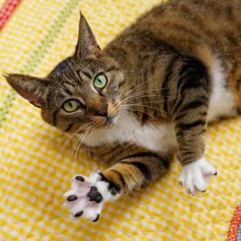 Sheila -  Domestic Short Hair Cat for Adoption in Atlanta, Georgia - Sheila | PetCurious