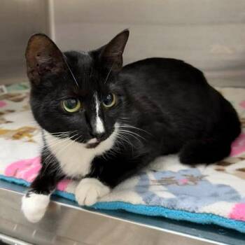 Domestic Short Hair Cats Available for Adoption - Mira | PetCurious