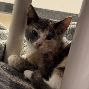 WiFi Outage -  Domestic Short Hair Cat for Adoption in York, Pennsylvania - WiFi Outage | PetCurious