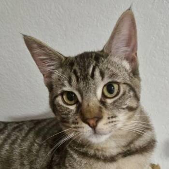 Domestic Short Hair Cats Available for Adoption - Chamberlain | PetCurious