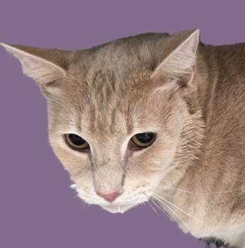 Rescue Domestic Short Hair and Tabby Cats for Adoption in Savannah, Georgia - Reggie | PetCurious