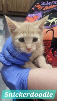 Rescue Domestic Short Hair Cats for Adoption in Lakewood, Colorado - Snickerdoodle | PetCurious