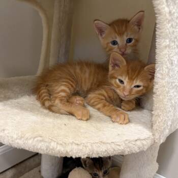 Dorito -  Domestic Short Hair Cat for Adoption in Mastic, New York - Dorito | PetCurious