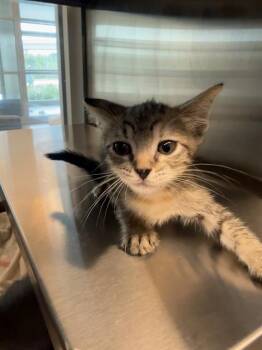 OPHELIA -  Domestic Short Hair Cat for Adoption in Baytown, Texas - OPHELIA | PetCurious