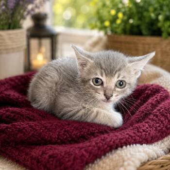 Echo -  Domestic Short Hair Cat for Adoption in Tucson, Arizona - Echo | PetCurious