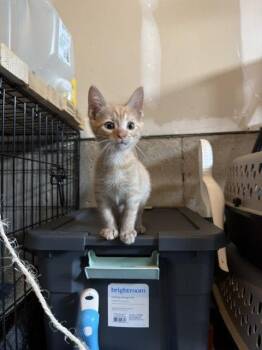Cheese -  Domestic Short Hair Cat for Adoption in Herndon, Virginia - Cheese | PetCurious