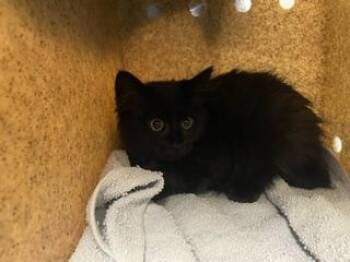 MAYA -  Domestic Long Hair Cat for Adoption in Kent, Washington - MAYA | PetCurious