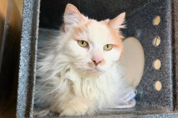 Domestic Long Hair Cats Available for Adoption - LITTLE BIT CRICKET | PetCurious