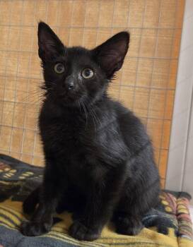 Maui (Available 10/2/26) -  Domestic Short Hair Cat for Adoption in Williamsburg, Iowa - Maui (Available 10/2/26) | PetCurious