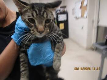 (668) -  Domestic Short Hair Cat for Adoption in Marietta, Georgia - (668) | PetCurious