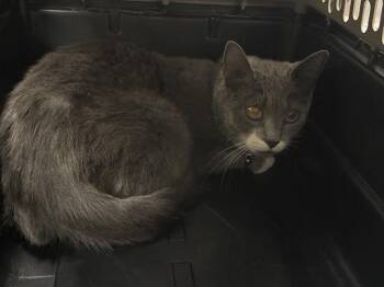 MARABETH -  Domestic Short Hair Cat for Adoption in Las Vegas, Nevada - MARABETH | PetCurious