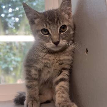 Genya -  Domestic Short Hair Cat for Adoption in Puslinch, Ontario - Genya | PetCurious
