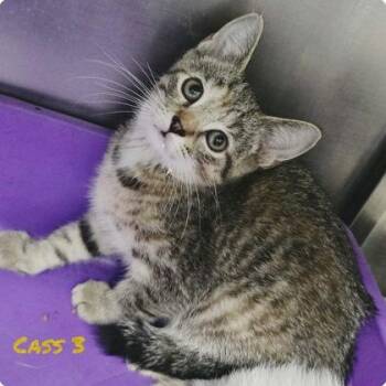 Cass 3 -  Siamese Cat for Adoption in Sullivan, Indiana - Cass 3 | PetCurious
