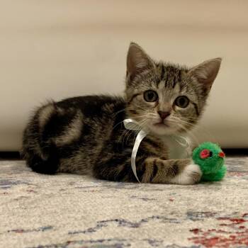 Domestic Short Hair and Tabby Cats Available for Adoption in Mastic, New York - Zippy | PetCurious