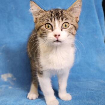 Nugget -  Domestic Short Hair Cat for Adoption in Saint Charles, Missouri - Nugget | PetCurious