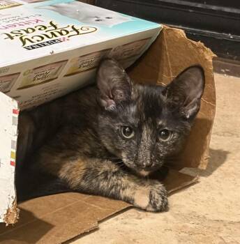 Blossom 4 -  Domestic Short Hair Cat for Adoption in Tucson, Arizona - Blossom 4 | PetCurious