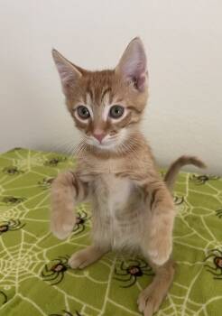 Rescue Domestic Short Hair Cats for Adoption in Tucson, Arizona - Nugget 3 | PetCurious