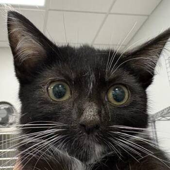 Olive Garden -  Domestic Short Hair Cat for Adoption in Bentonville, Arkansas - Olive Garden | PetCurious
