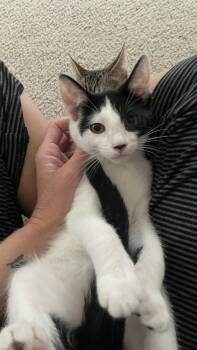 Johnathan -  Domestic Short Hair Cat for Adoption in O