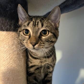 Rescue Domestic Short Hair Cats for Adoption in Mayfield, New York - Veronica | PetCurious