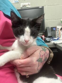 Rescue Domestic Short Hair Cats for Adoption in Albany, Wisconsin - Cyrus | PetCurious