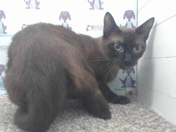 JEFFERSON -  Domestic Short Hair Cat for Adoption in Orlando, Florida - JEFFERSON | PetCurious