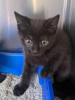 Domestic Short Hair Cats Available for Adoption in Maryville, Missouri - Vada | PetCurious