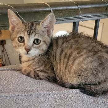 Domestic Short Hair Cats Available for Adoption in Sandy Springs, Georgia - Zoey | PetCurious