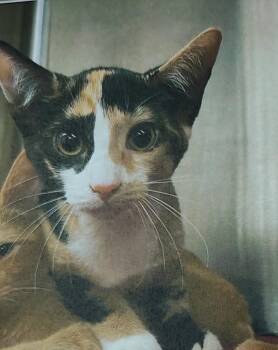 Cinderella -  Calico and Domestic Short Hair Cat for Adoption in Evansville, Indiana - Cinderella | PetCurious