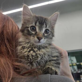 Rescue Domestic Medium Hair Cats for Adoption in Reeseville, Wisconsin - Willamina | PetCurious