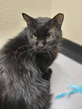 Domestic Short Hair Cats Available for Adoption in Rockwall, Texas - Paul | PetCurious