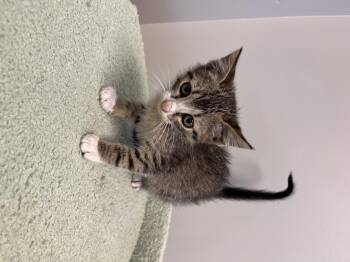 Rescue Domestic Short Hair Cats for Adoption in Liberty, Missouri - LinkedIn | PetCurious
